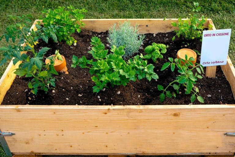 Vegetable garden in the box, Should You Put Worms In Your Garden Box?