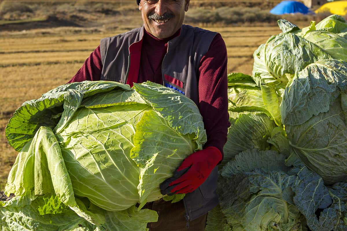 Vegetables vendor holds and shows one of the huge cabbages