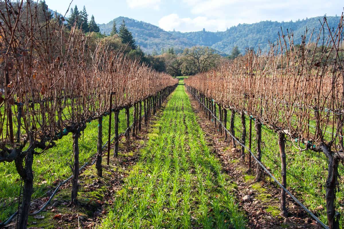 Vineyards in the winter with cover crops 