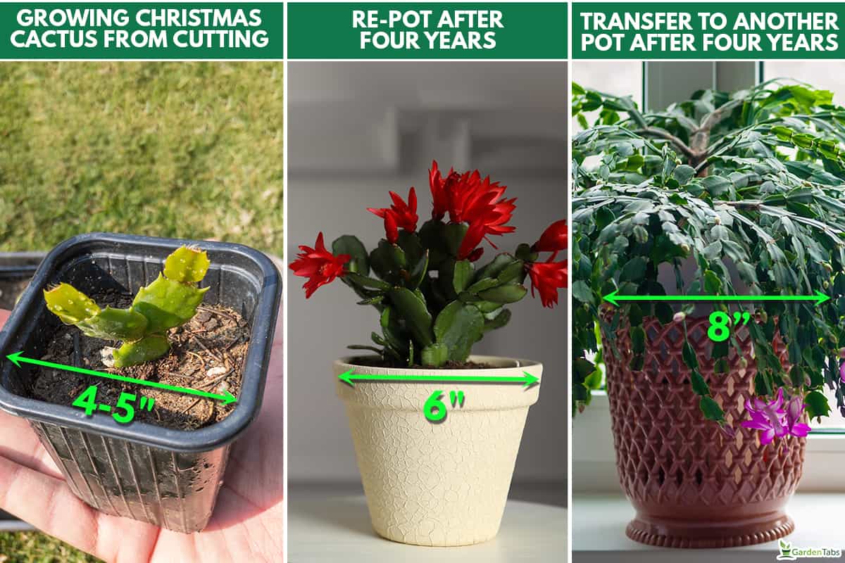 What size pot is best for christmas cactus, What size pot is best for christmas cactus?
