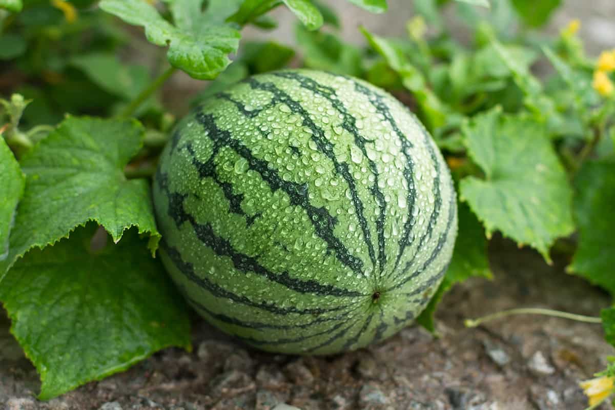 Watermelon is growing in the garden