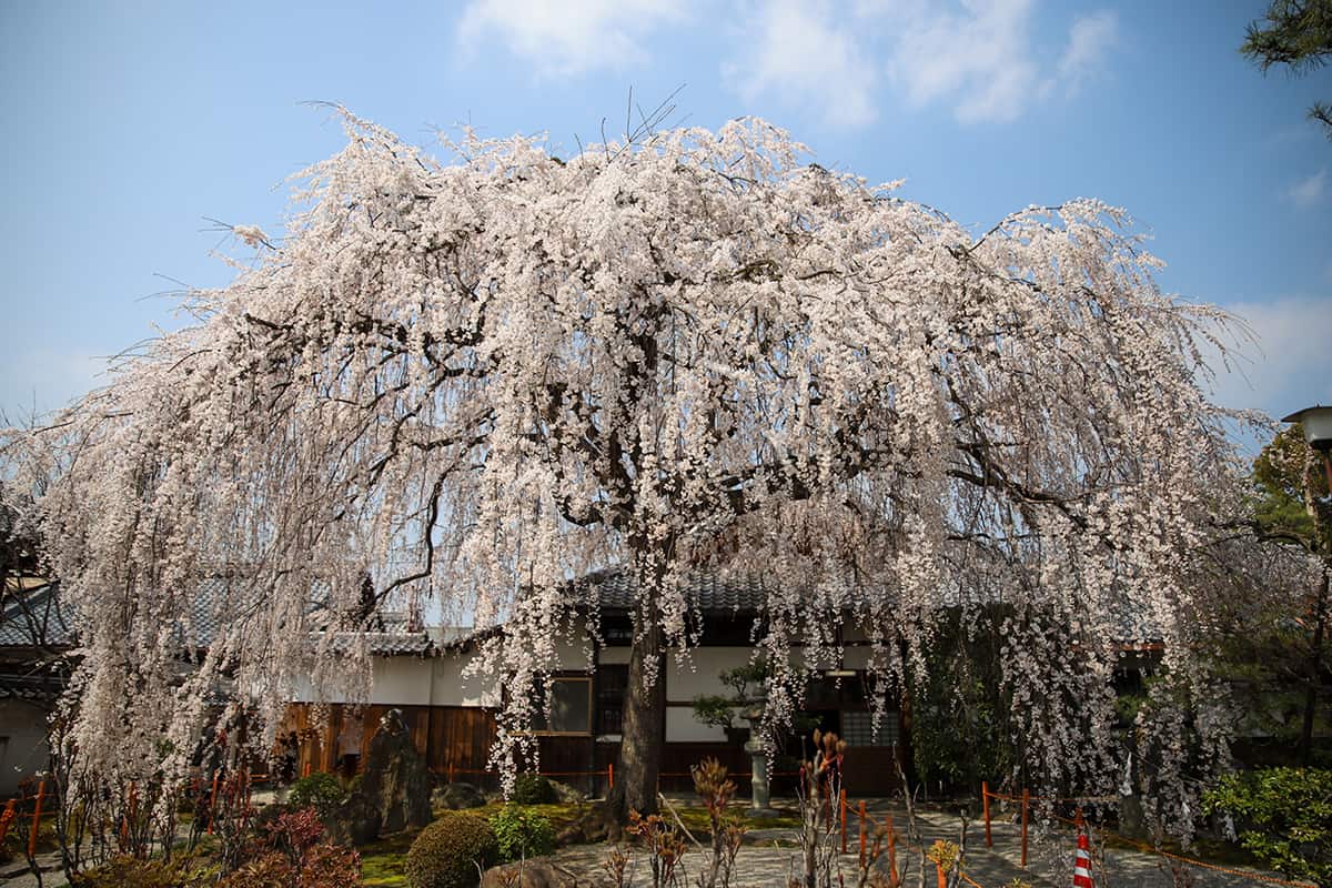 Weeping cherry tree at Honmanji Temple