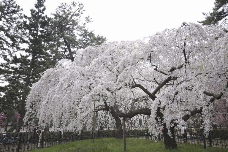 Weeping cherry tree in the park, Grafted Vs Natural Weeping Cherry Tree: What Are The Major Differences?