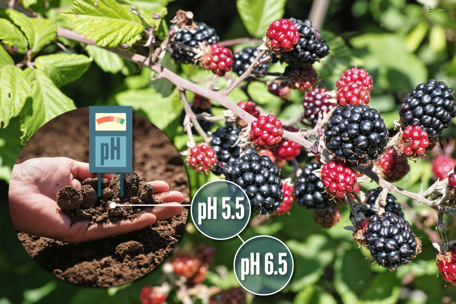 growing blackberries harvest fresh healthy fruits, What Is The Best pH For Blackberries?