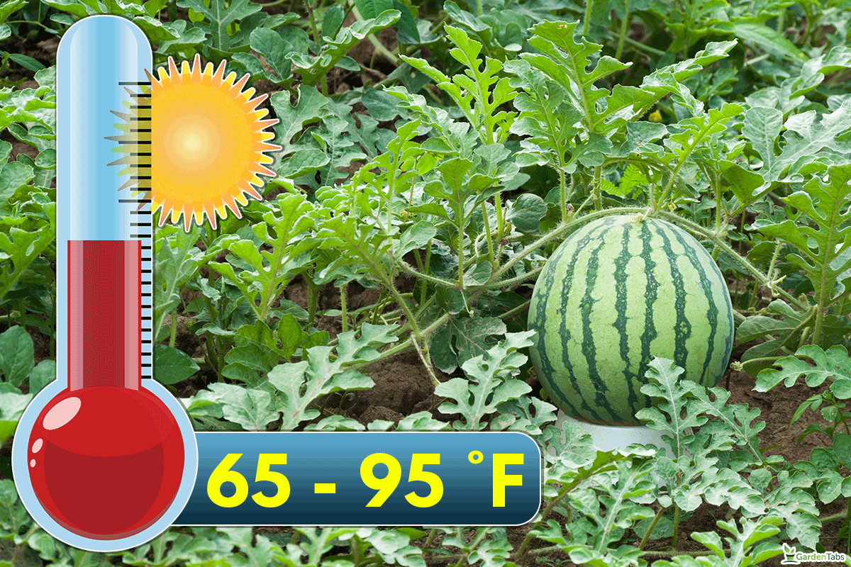 What temperature do watermelons grow in, Are Watermelons Self Pollinating?