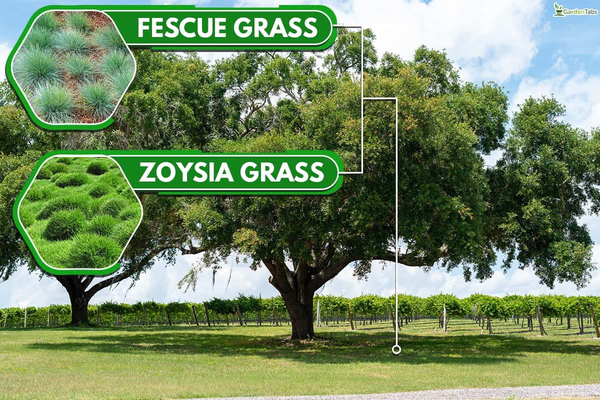 What types of grass do best under oak trees, What Is The Best Grass For Under Oak Trees?