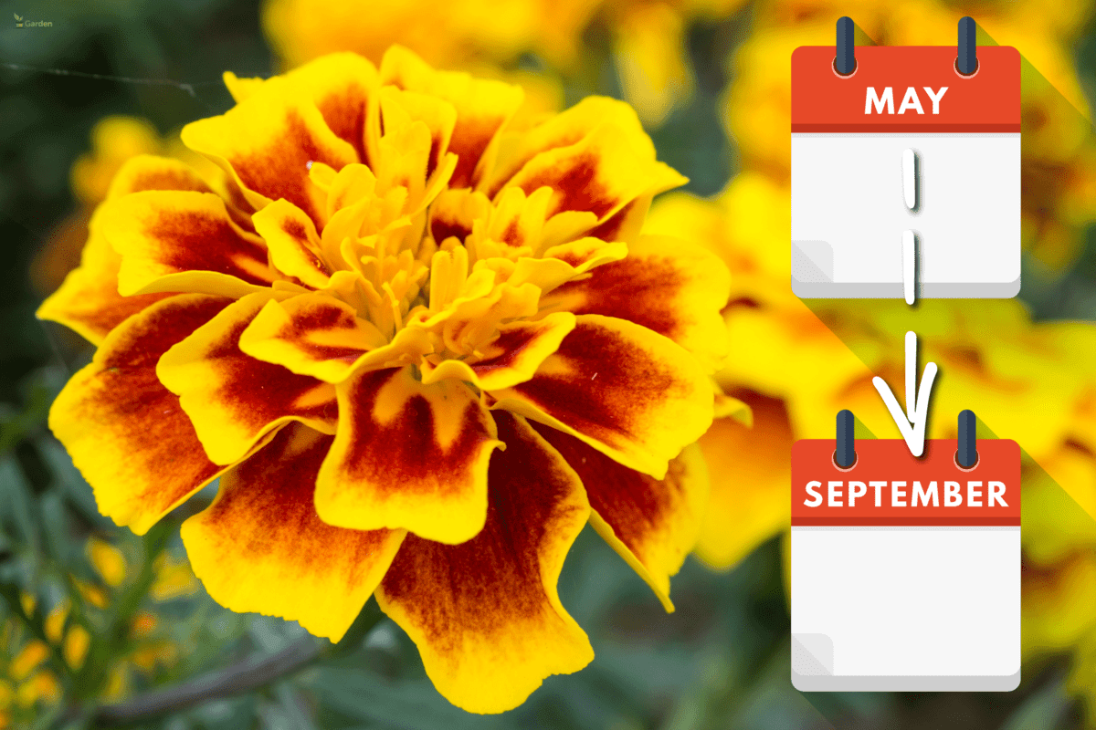 marigold yellow flower marigold tree orange marigold marigold petals, When Do Marigolds Bloom? [By Month, By Zone]