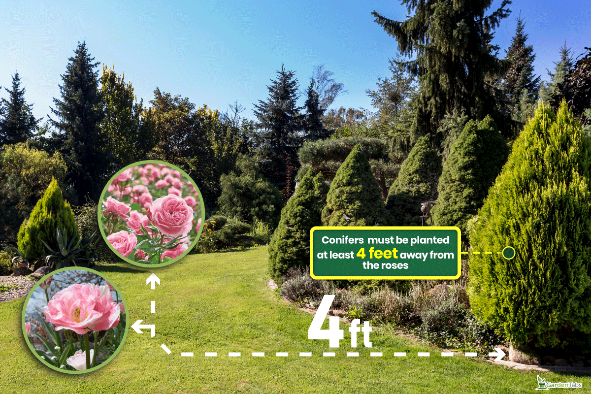 Beautiful summer garden design, with conifer trees, Which Roses Are Best For Windy Areas?