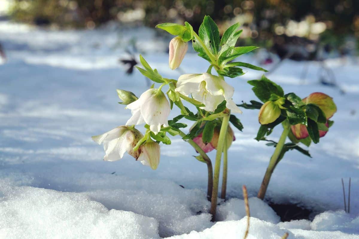 White hellebores 'Lenten Rose' blooming through a snow covered ground. 