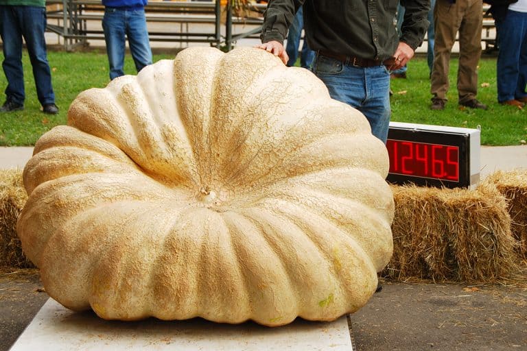 Winning giant pumpkin at the Canyonville Oregon harvest festival, Garden Giants: Uncovering the Jumbo-Sized Vegetables of the World