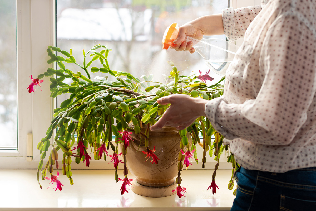 Woman spraying with water green leaves of succulent Thanksgiving Cactus, Christmas cacti. 