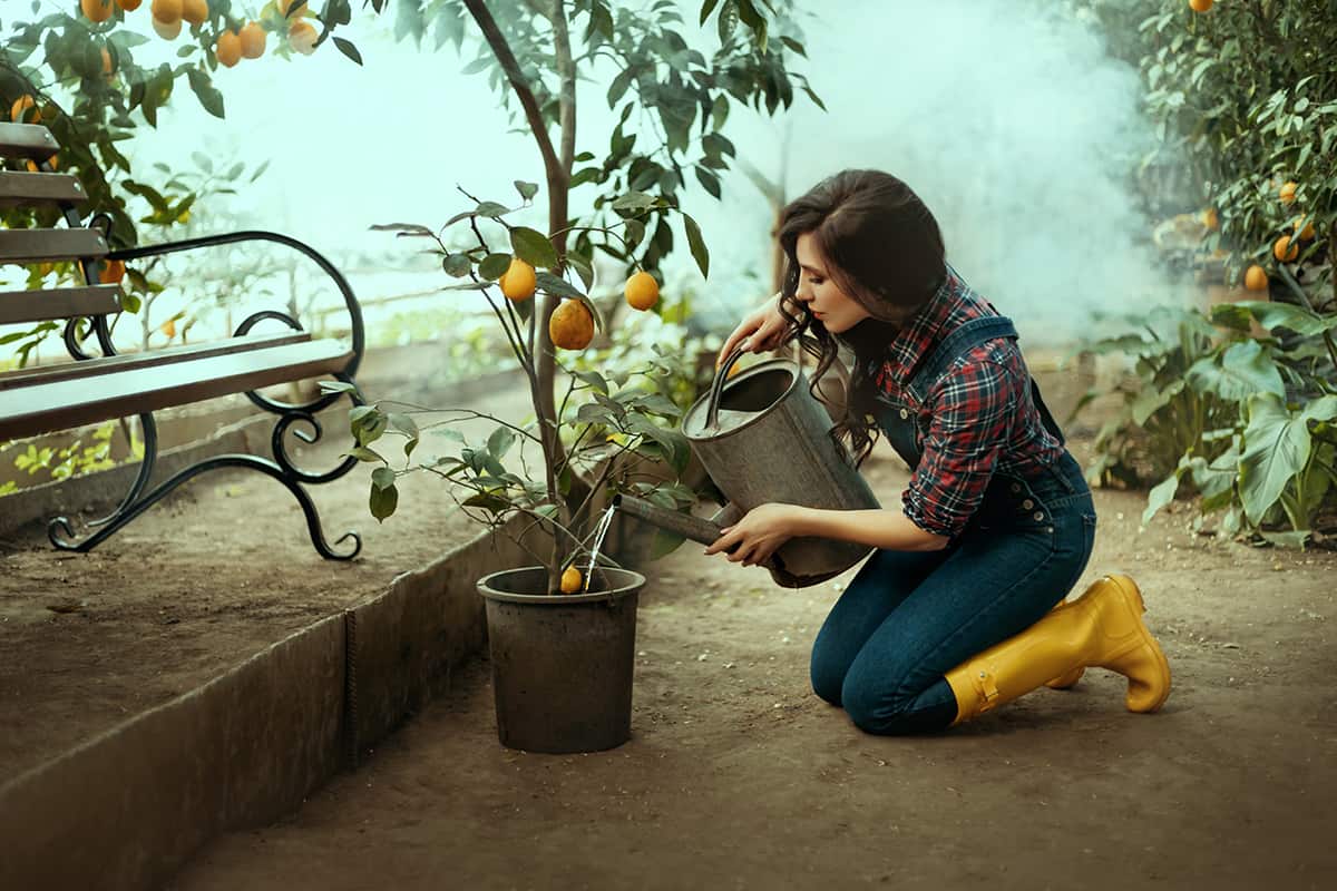 Woman using a watering can to water lemons