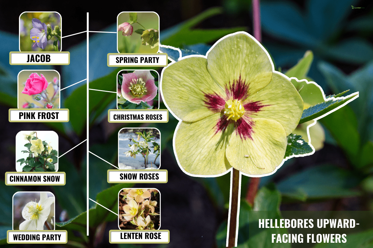 Yellow and maroon hellebore blooming in a garden, as a nature background. - Which Hellebores Have Upright Flowers?