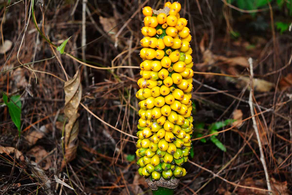 Yellow fruit of a kind of corpse flower that grows in the forest