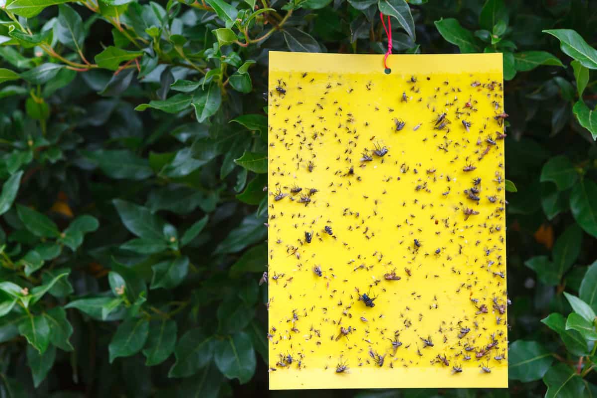 Yellow sticky insect trap hanging on the tree