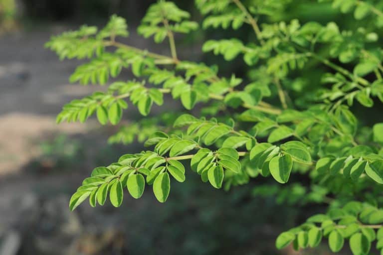 Young Moringa leaves in nature light, alternative medicine plant, How To Grow Moringa Indoors [In 6 Easy Steps]