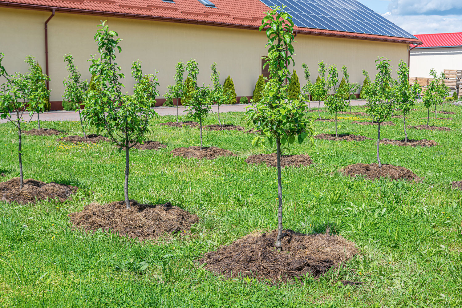 Young apple trees are planted on a plot of land. 