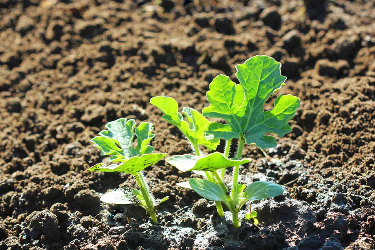Young watermelon seedlings growing on the vegetable bed