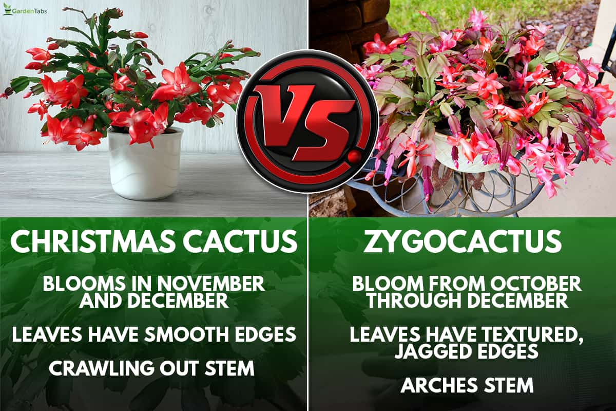 Zygocactus vs. Christmas cactus similarities and differences, Zygocactus Vs. Christmas Cactus: What Are The Differences? 