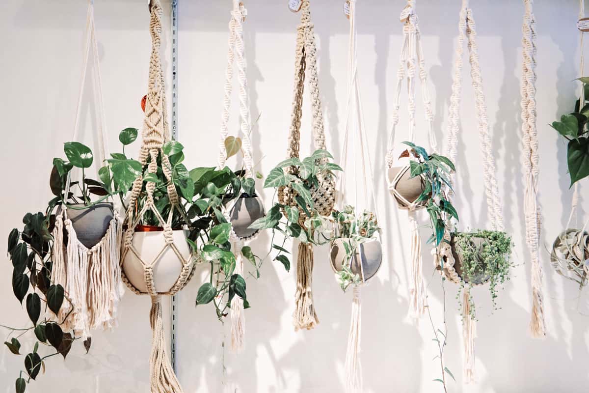 A row of hanging plants in Bonehmian boho macrame plant holders against a white wall