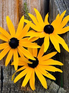 blackeyed susan wooden pilings, bright black eyed susan flowers yellow, My Black Eyed Susans Didn' Come Back - Why? What To Do?