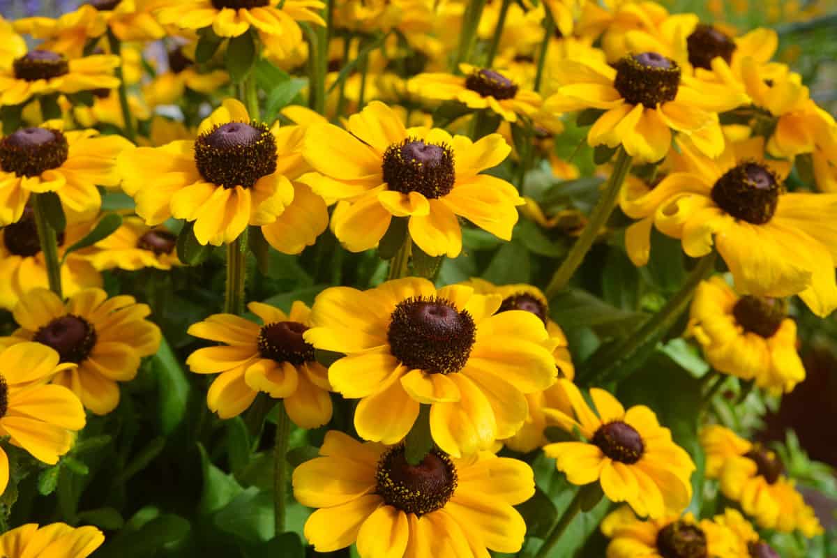 bright black eyed susan flowers yellow