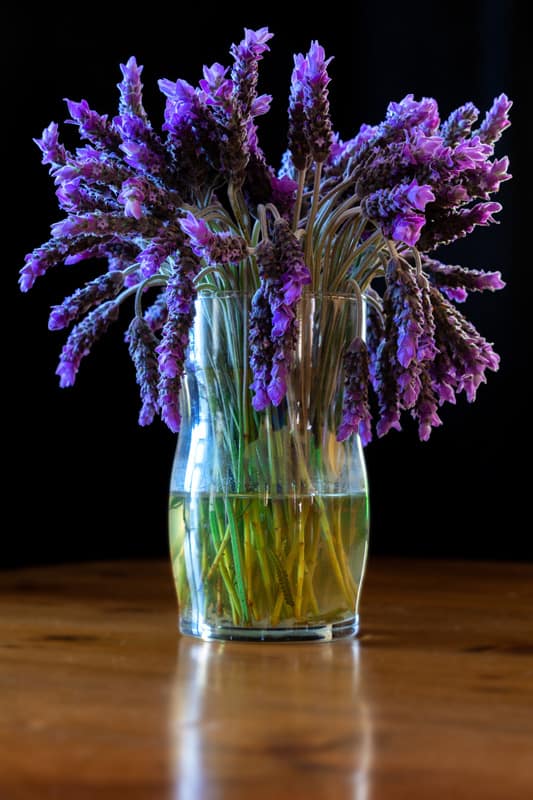 bunch of lavender cut flowers on display in a clear glass vase of water against a black background