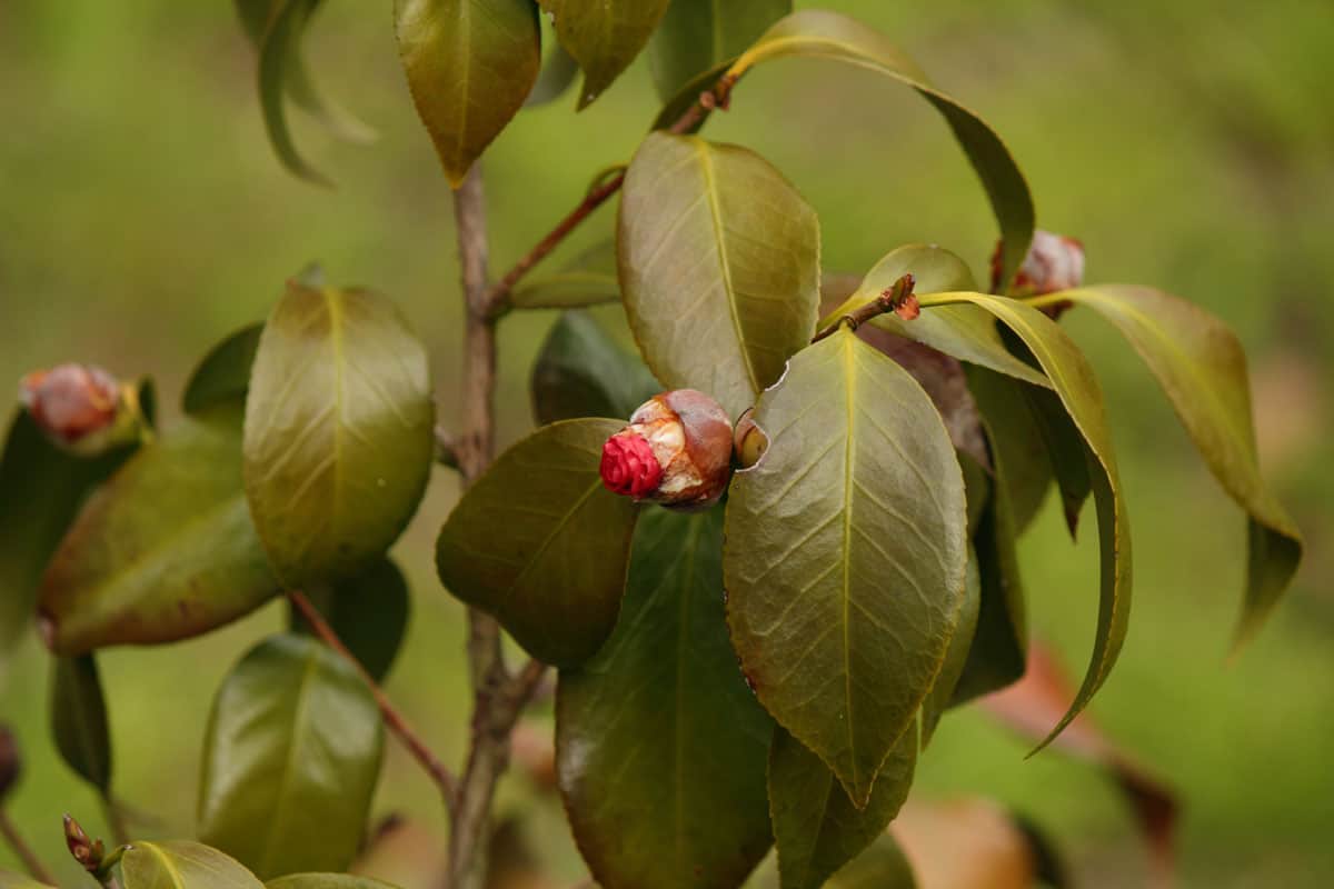 camellia problems leaves turning brown unhealthy plant