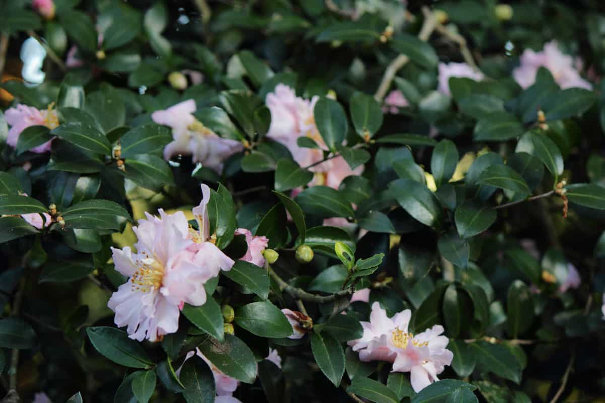 camellia sasanqua pink healthy leaves green fresh and lovely