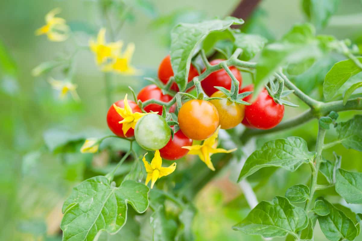 cherry tomatoes various ripeness on tomato