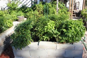 cinder block raised bed garden, Pros And Cons Of Cinder Block Raised Beds