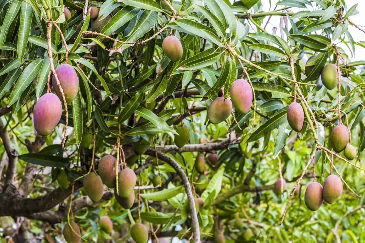 close up of mango fruit on a mango tree