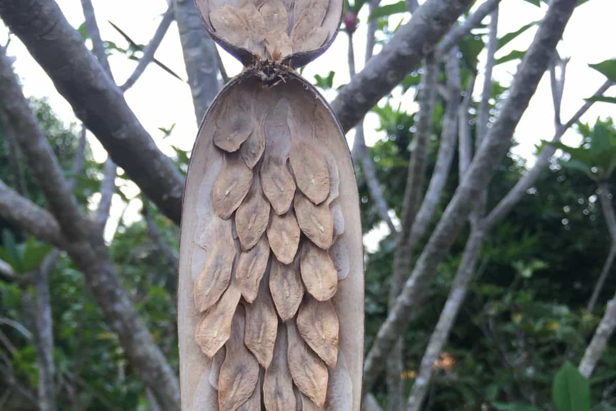 closeup dried plumeria seeds on the tree.