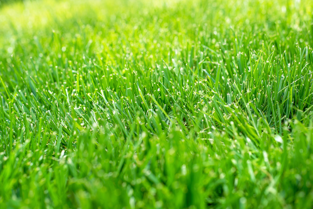 closeup shallow focus green grass lawn