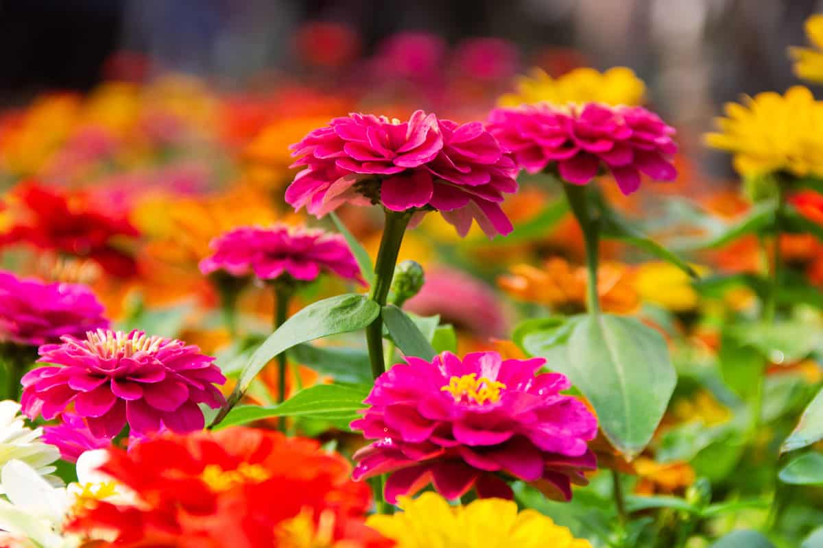 common zinnia grow in the flower beds