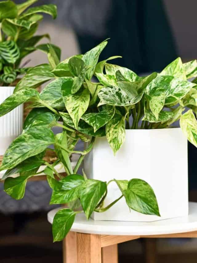 Various houseplants like 'Marble Queen' pothos or prayer plant in flower pots on side tables