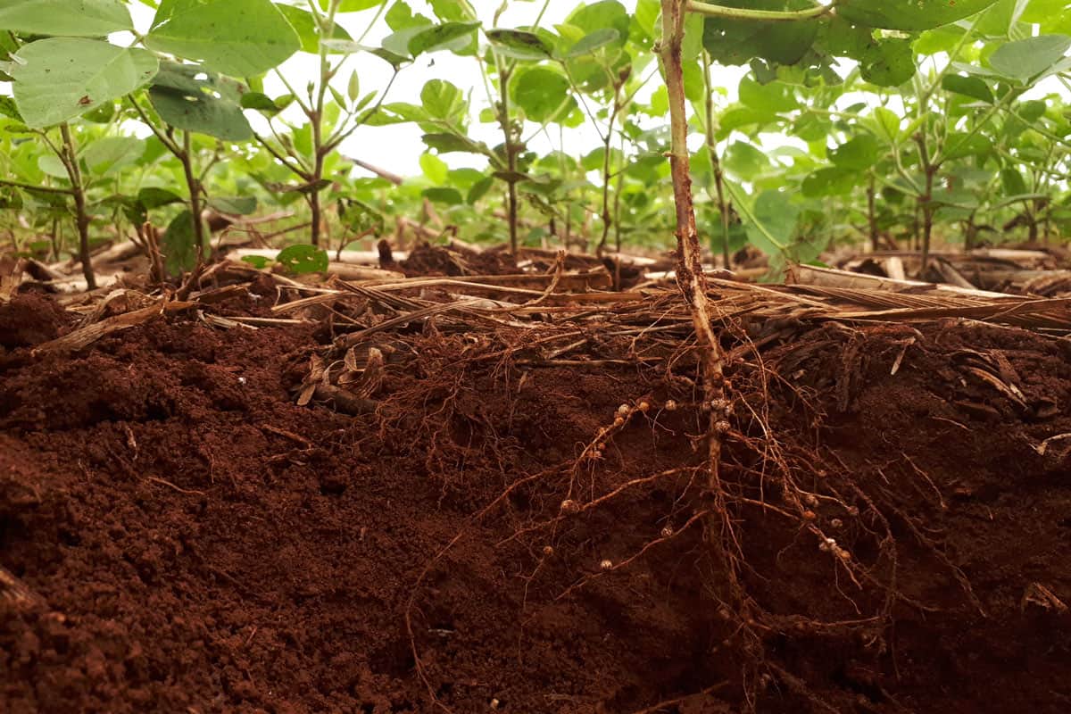 development of soybean root