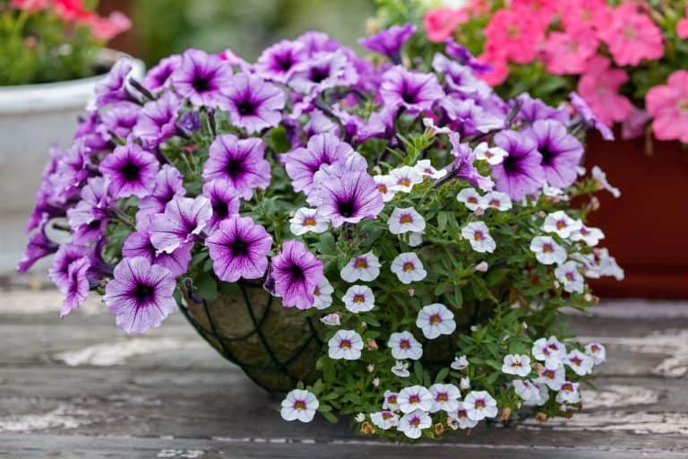 flower arrangement of purple petunias with dark veins and white calibrachoa in the garden, 13 Drought Tolerant Plants For Hanging Baskets