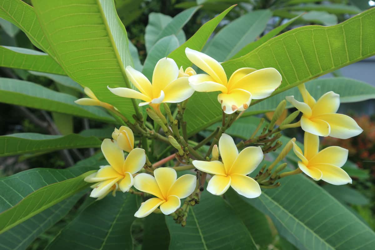 frangipani flowers are charming with their white color