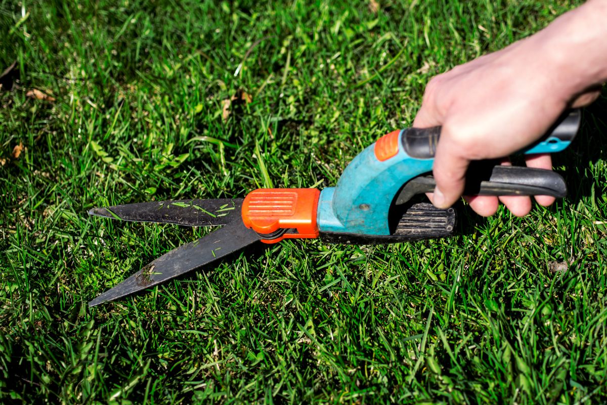 Professional gardener pruning a grass with garden scissors.