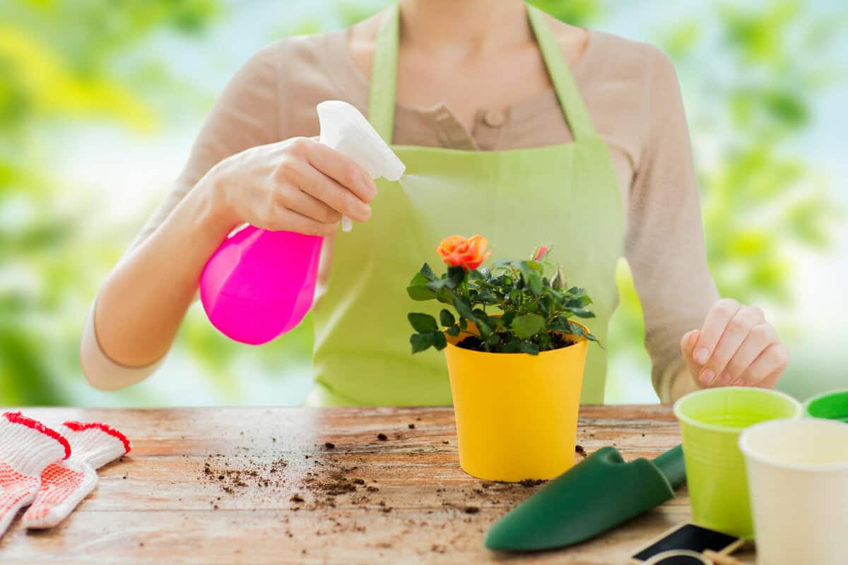 gardening, flower planting and people concept - close up of woman or gardener hands spraying roses in pot over green natural background 