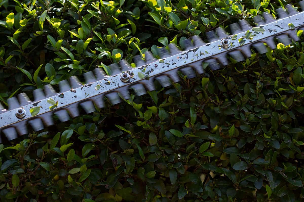 Gas-powered trimmer on yaupon holly tree