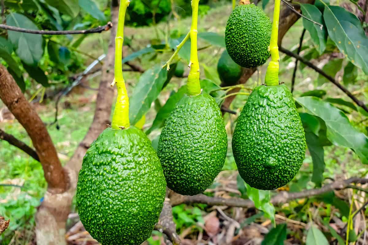 green Hass avocados growing on tree in orchard, mexicola avocado on tree, smooth avocado, green fruit, green leaves, young tree bearing fruit, avocado on tree 