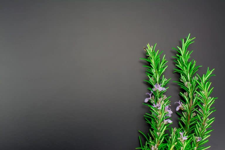 green fresh cut rosemary with purple flowers, Are Rosemary Leaves, Flowers, & Stems Edible?