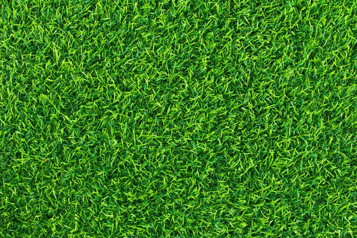 green grass background texture top view
