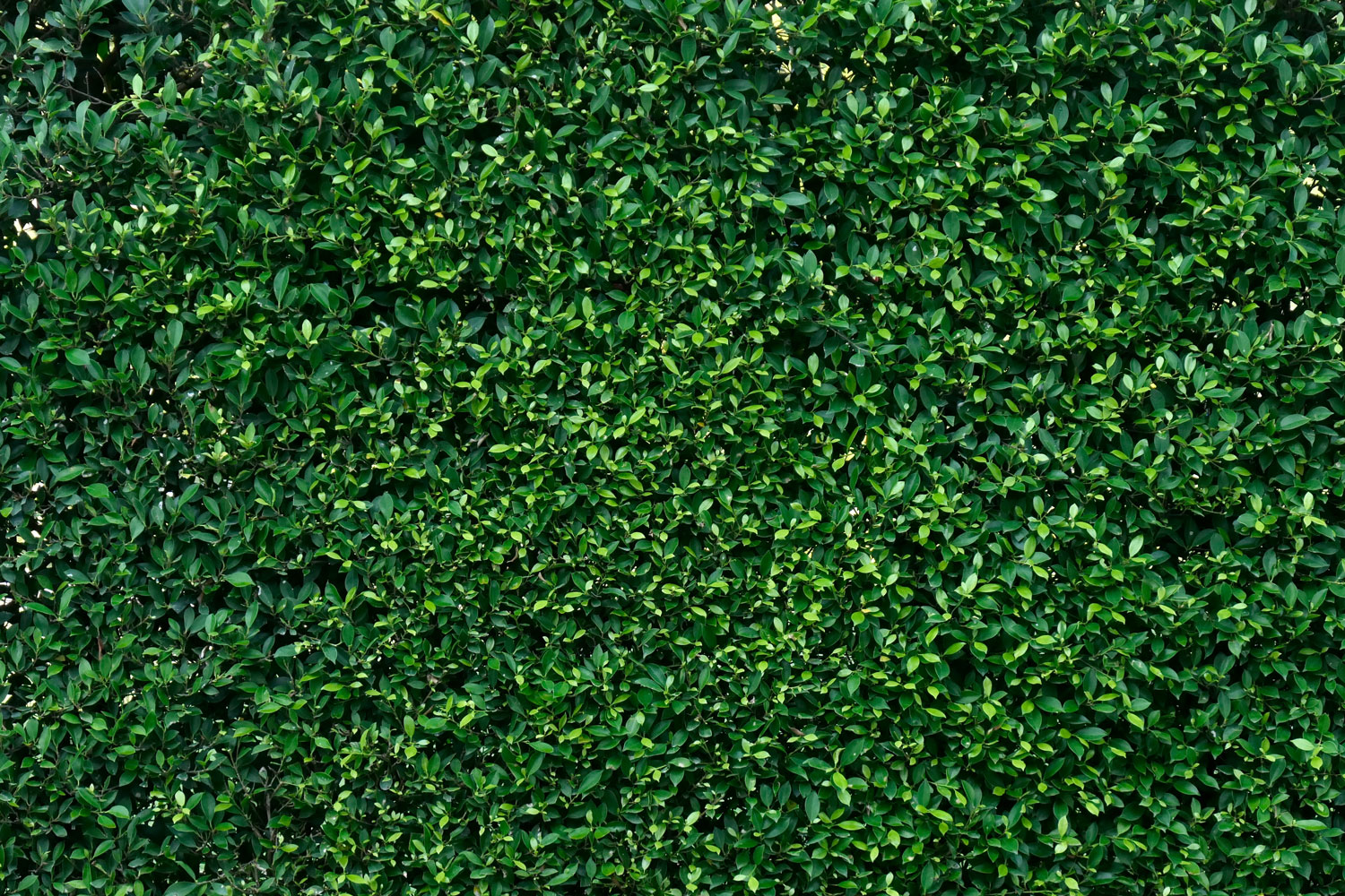 Green leaf bush background