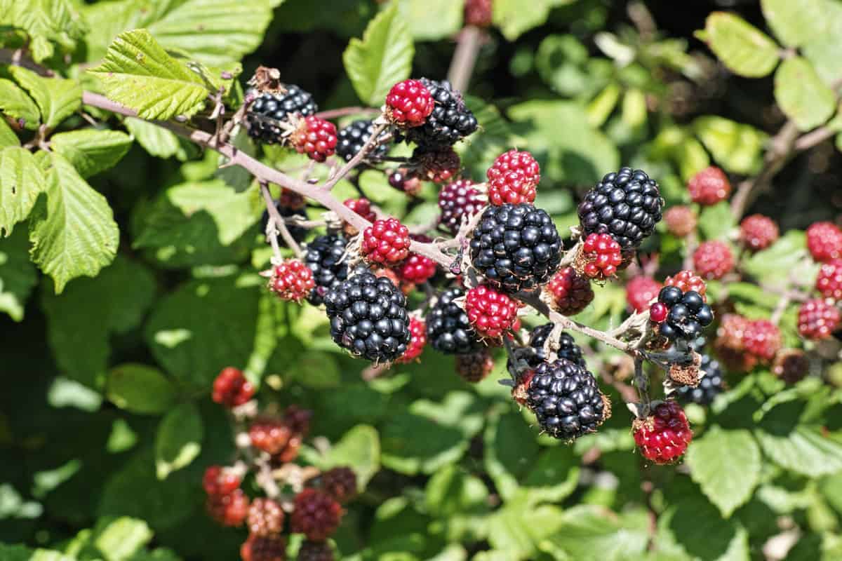 growing blackberries harvest fresh healthy fruits