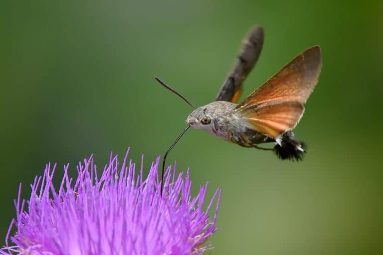 Hummingbird hawk-moth hovering over a flower, Hawk-Moth, Assassin Bug, Scorpion Fly...The New Avengers Movie Or Something Else Entirely?