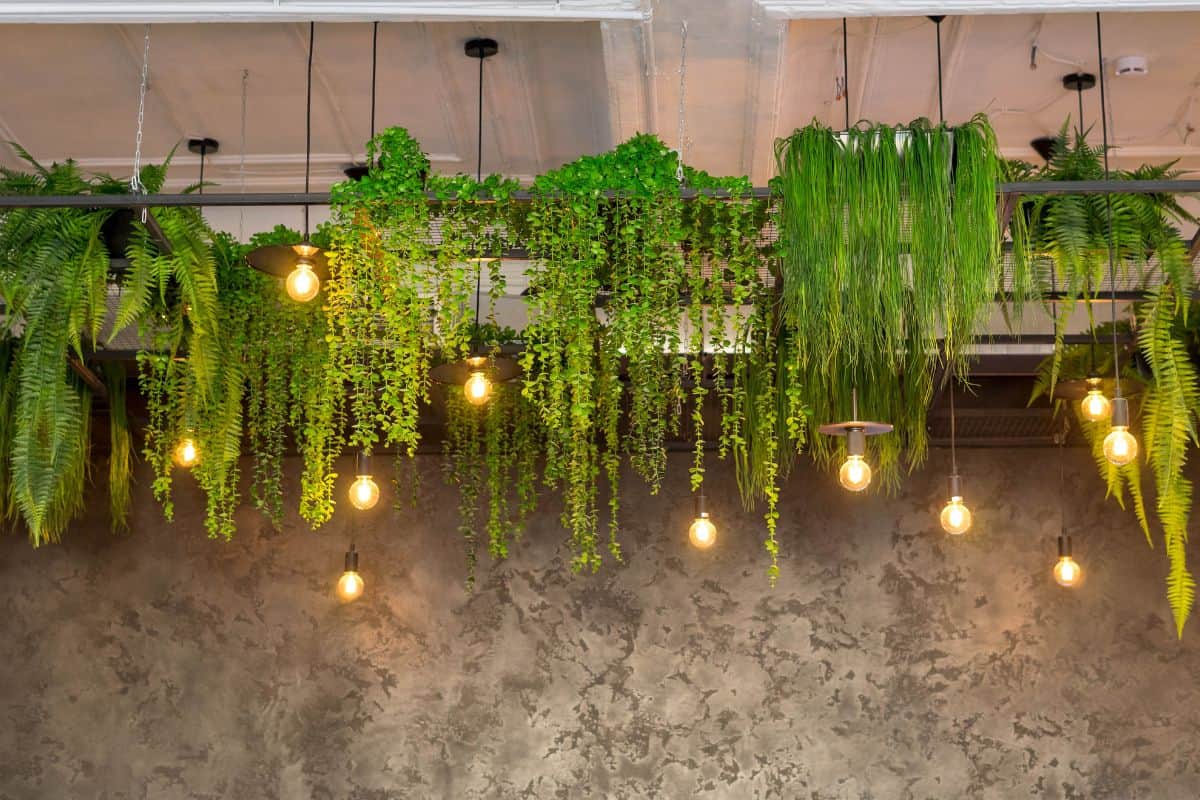 landscaping of the ceiling in the office and at home. modern interior with green ceiling, overgrown plants.