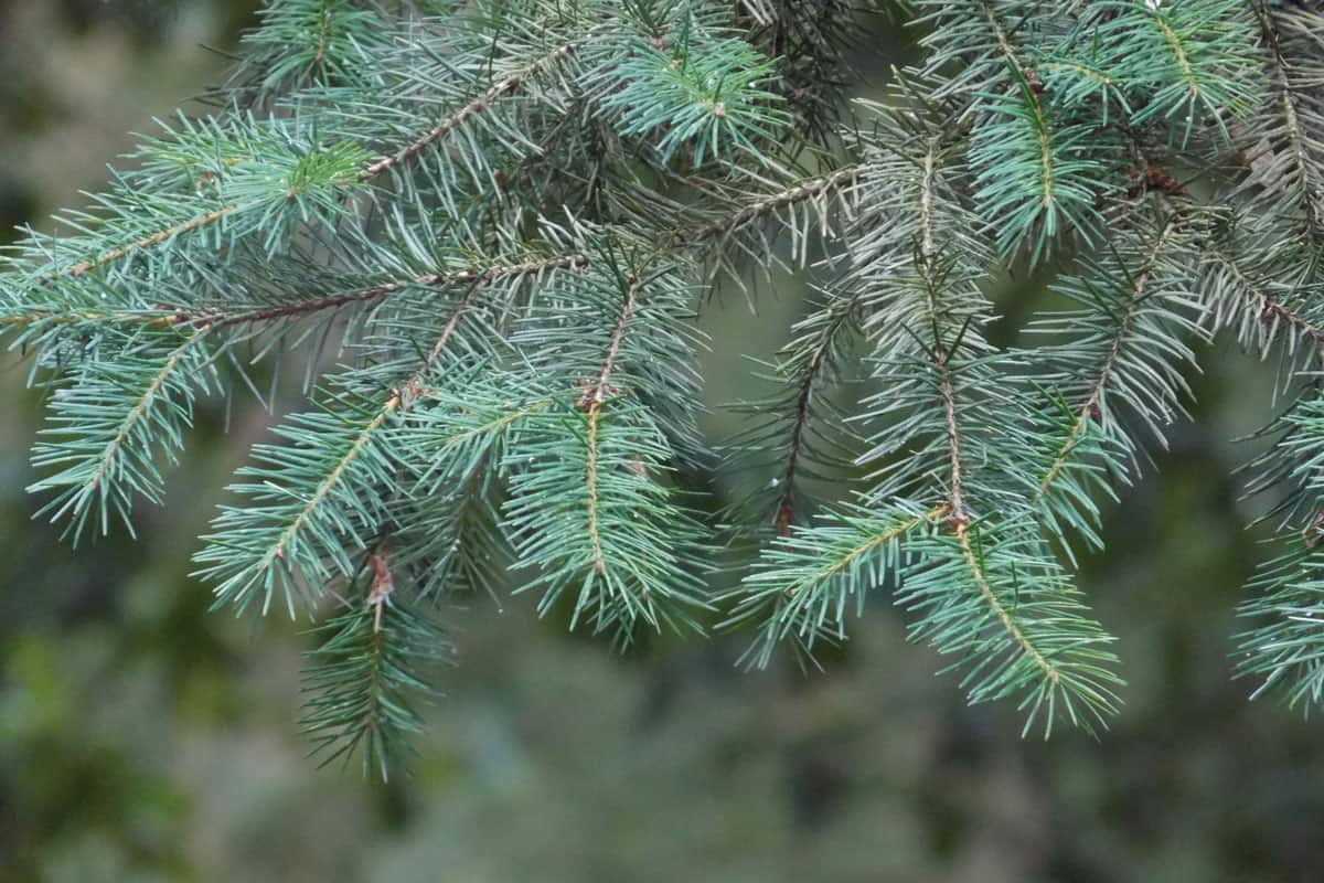 macro of green pine needles